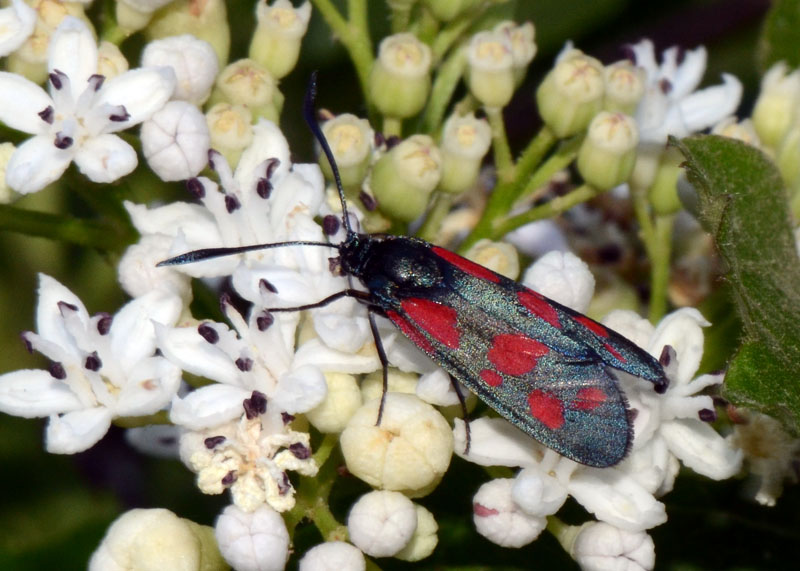 Zygaena in esame